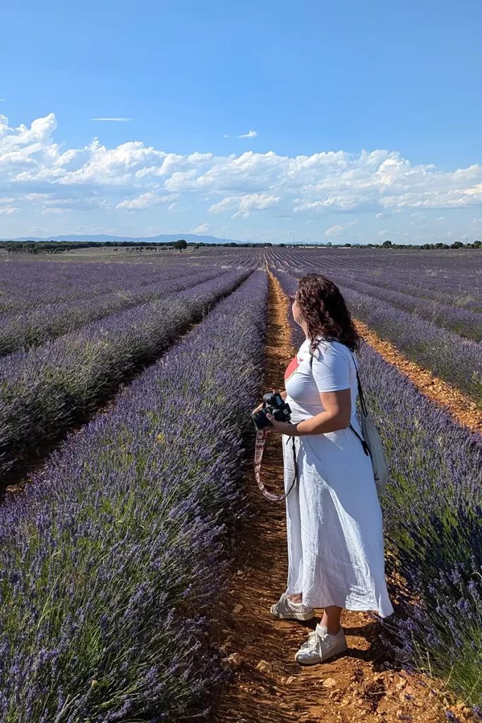 Campos de lavanda de Brihuega sob luz solar intensa