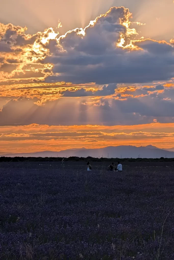 Pôr do sol nos campos de lavanda de Brihuega, destacando o céu dramático e a luz dourada sobre as flores roxas