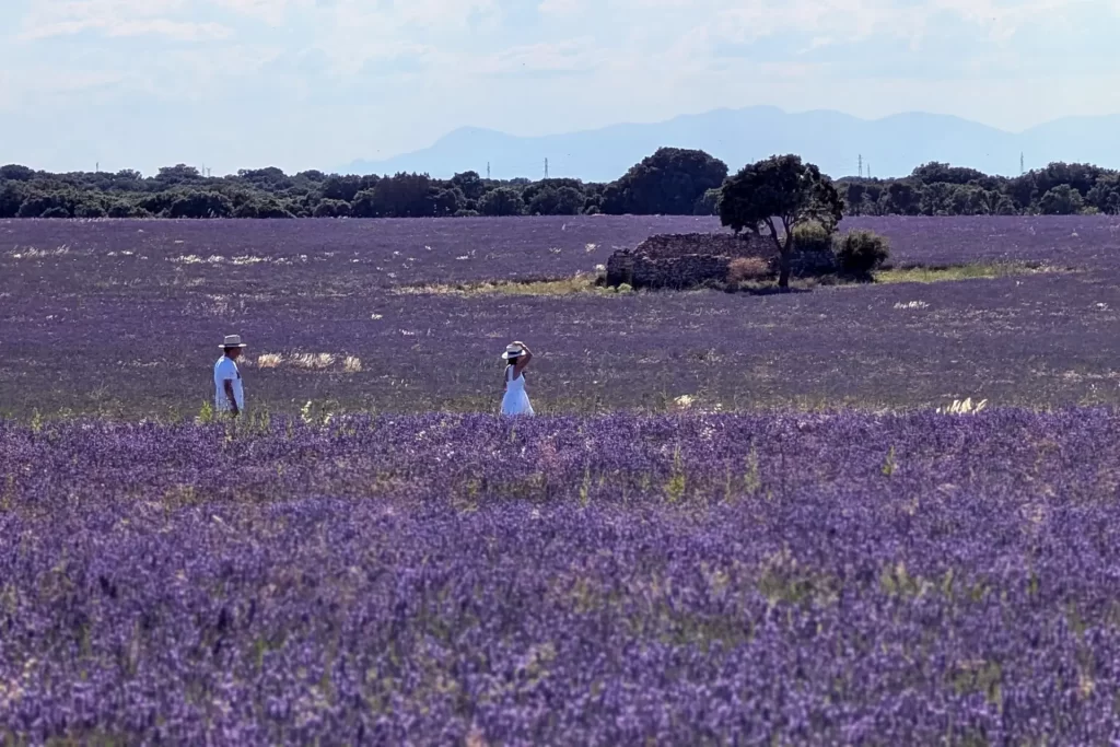 Campos de lavanda de Brihuega com duas pessoas passeando entre as flores roxas, destacando o cenário pitoresco e sereno perto de Madri