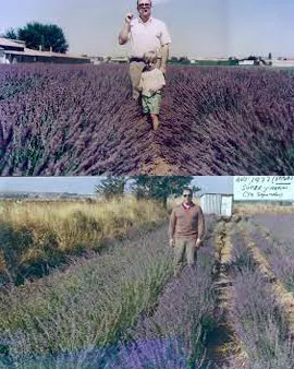 Álvaro Mayoral, o homem que trouxe a lavanda da Provença para Guadalajara.