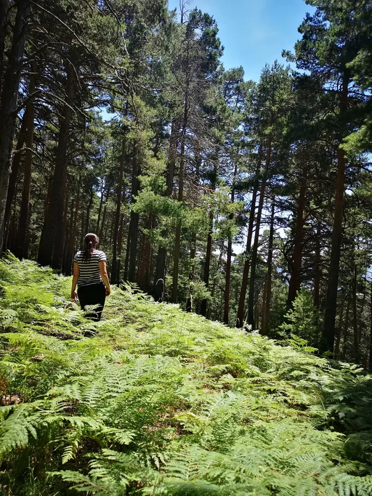 Caminhando em uma floresta densa com samambaias e pinheiros altos, com o céu azul visível através das árvores.