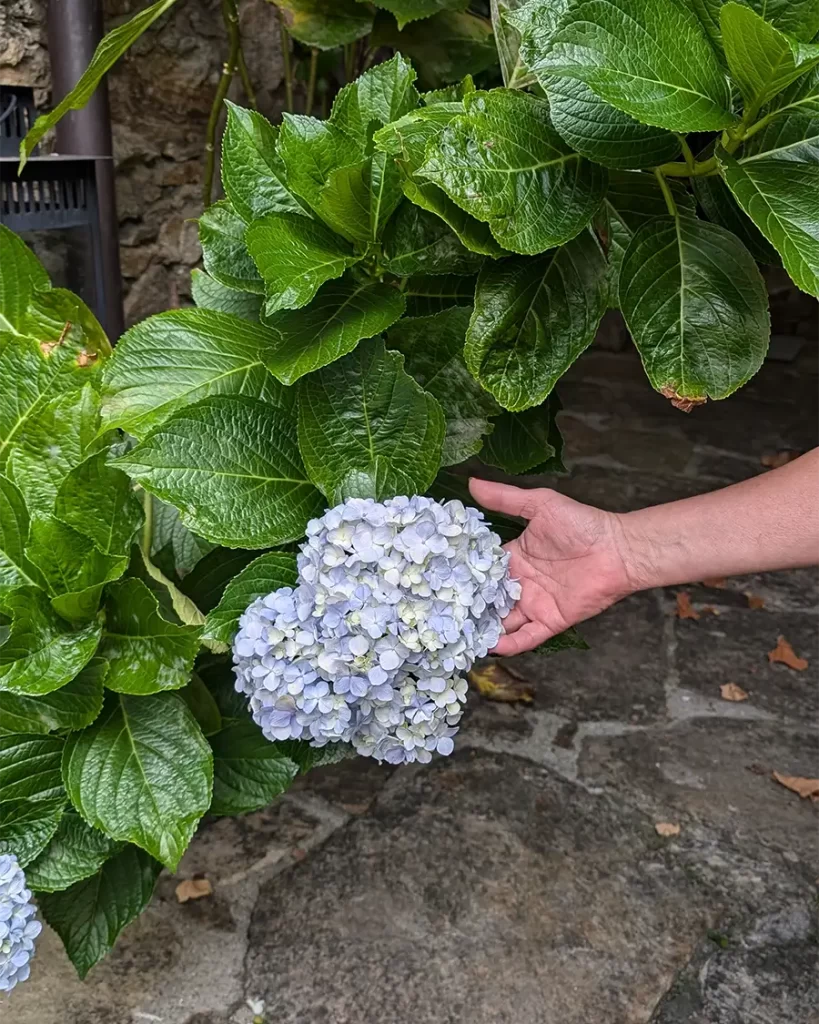 Mão segurando um buquê de hortênsias em um jardim no centro histórico de Santiago de Compostela, em meio a um cenário de pedra.