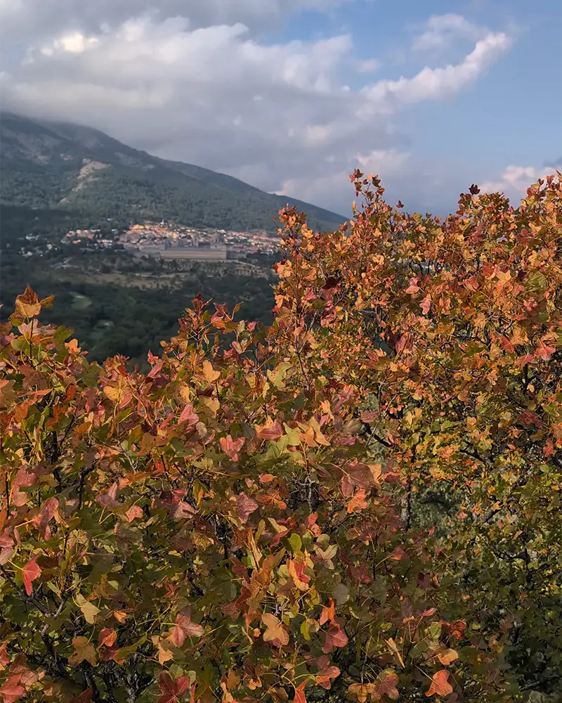 Vista de árvores com folhas em tons outonais, com montanhas ao fundo e o vilarejo de San Lorenzo de El Escorial.