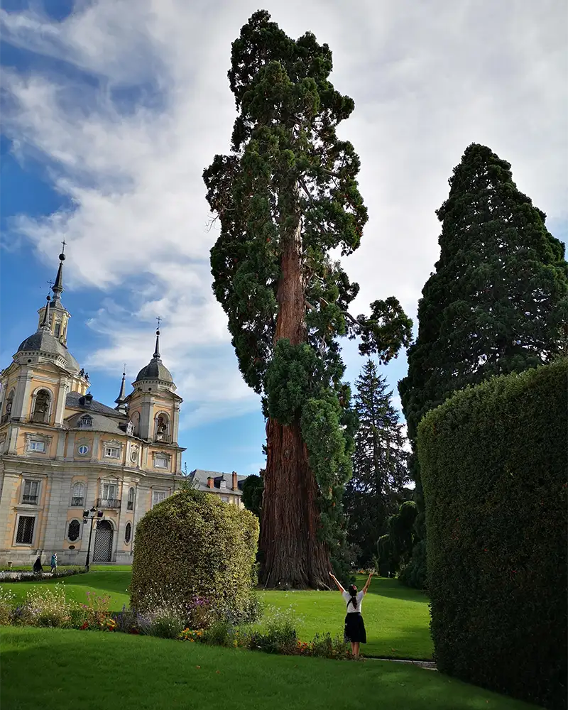 Eu com os braços erguidos diante de uma imensa árvore nos jardins de La Granja, com o palácio ao fundo.