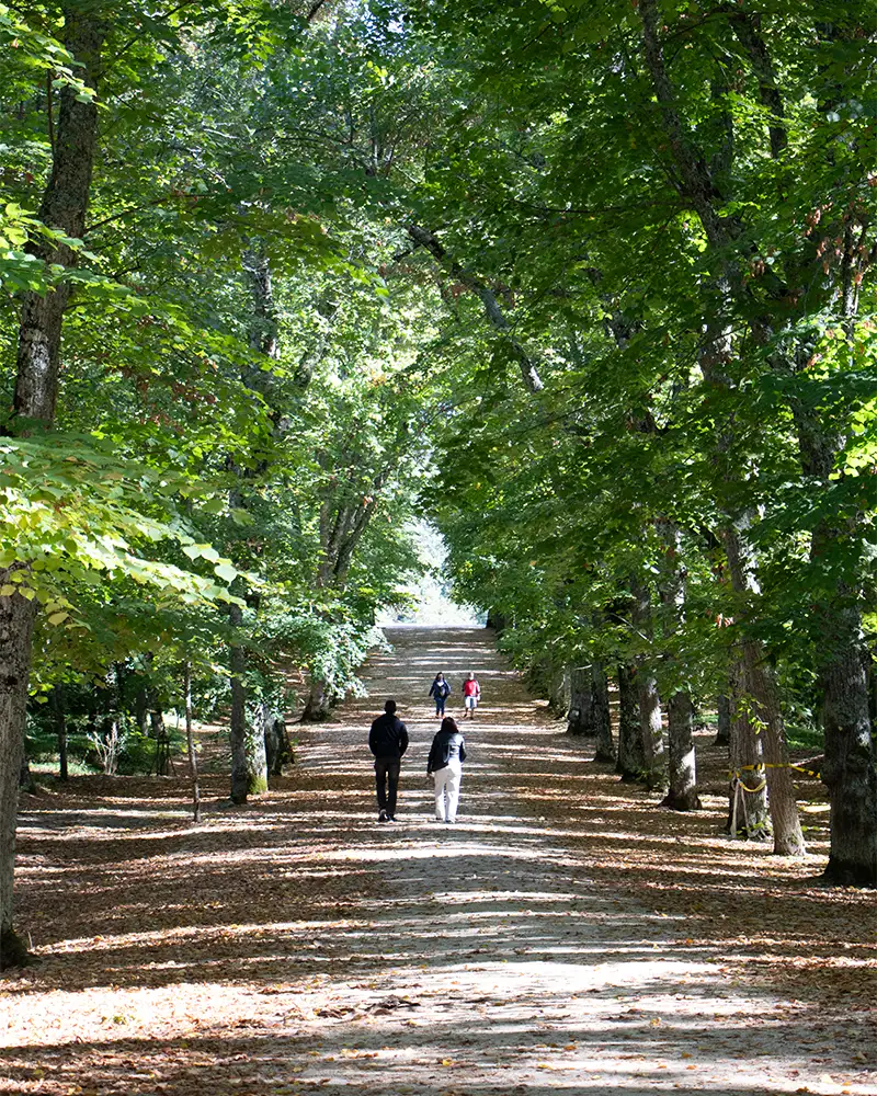 Alameda sombreada por árvores altas, com pessoas caminhando sob a luz suave filtrada pelas folhas verdes.