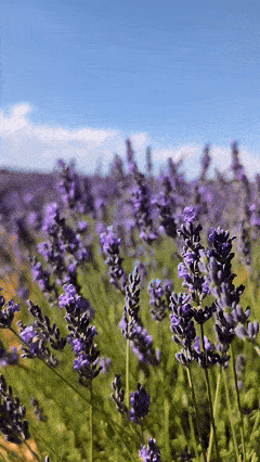 Vento sobre os campos de lavanda