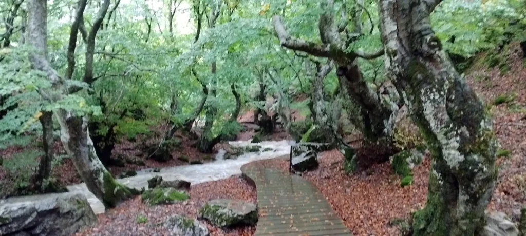 Passarela de madeira ao lado de um riacho que corre por dentro do bosque Faedo de Ciñera.