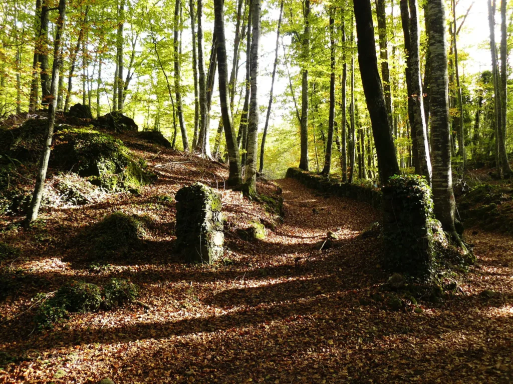 Caminho coberto de folhas secas em uma floresta de faias, com luz do sol filtrada pelas árvores.