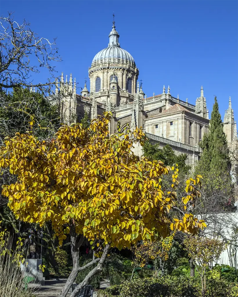 Árvore de flores amarelas de outono de frente à Catedral de Salamanca