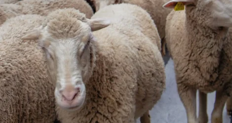 Ovelhas em Madrid: Por que milhares de animais cruzam a cidade uma vez por ano?