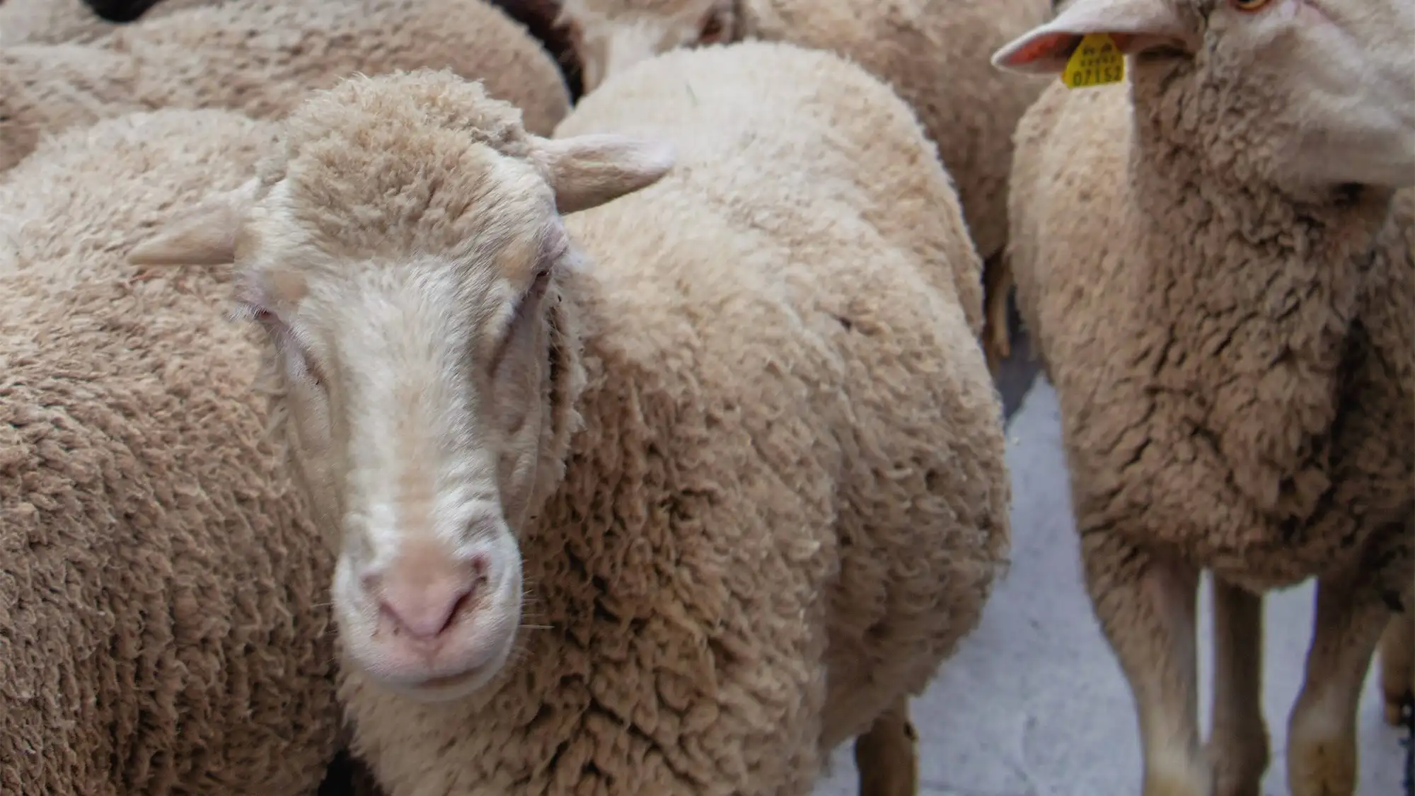 Ovelhas em Madrid: Por que milhares de animais cruzam a cidade uma vez por ano?