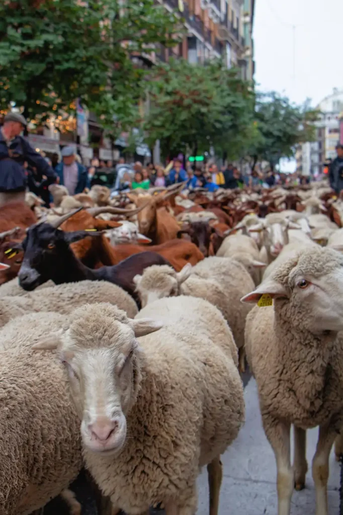 Rebanho de ovelhas e cabras atravessando o centro de Madrid durante a Festa da Transumância, com pessoas observando nas calçadas.