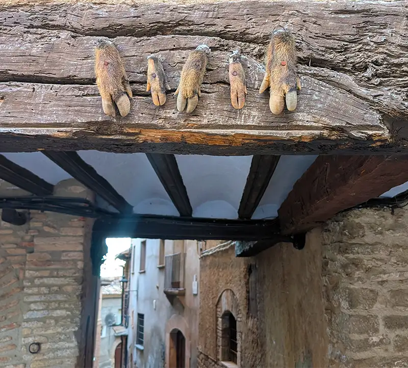 Cinco patas de porco peludas penduradas numa viga de madeira na praça central de Alquézar, Huesca.