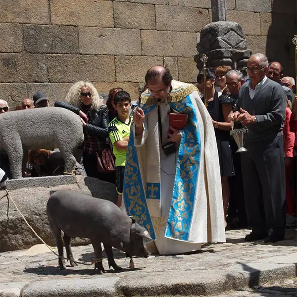 Padre abençoando o porco